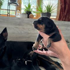 Beauceron Puppies from Shepherd's Heart Beaucerons