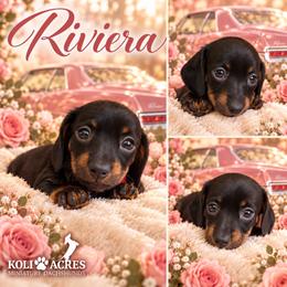 Riviera - NC - Black and tan female Dachshund puppy in Kemp, Texas from Koli Acres