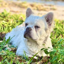 Avalanche - French Bulldog