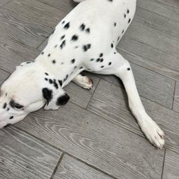 Max - Dalmatian