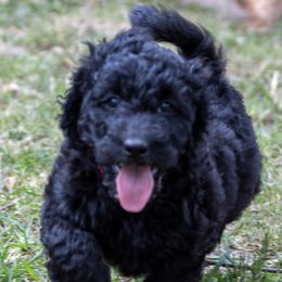 Muffin - Black and white Bernedoodle puppy in Columbus, Georgia from Woofington Place Doodles