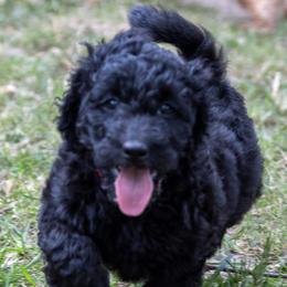 Muffin - Black and white Bernedoodle puppy in Columbus, Georgia from Woofington Place Doodles