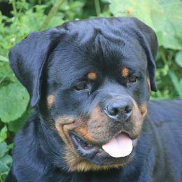 Crockett - Rottweiler