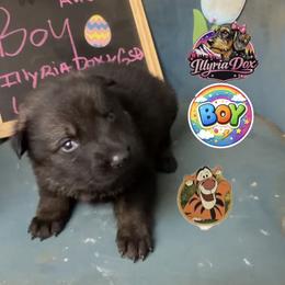 Tigger - Sable male German Shepherd puppy in Livingston, Kentucky from Illyria Dox & GSD