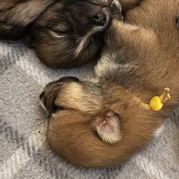 Pomeranians from Roxy's Pomeranian Puppies