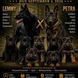 German Shepherd puppies from Mission K9
