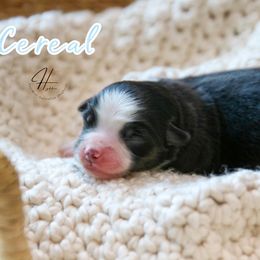 Cereal - Black tri male Toy Australian Shepherd puppy in Charlestown, Indiana from Hydden Aussies