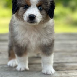 Clover - Miniature Australian Shepherd puppy from Huddleston Farm