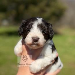 Lainey - Parti female Miniature Schnauzer puppy in Happyland, Oklahoma from Fraizer Farms