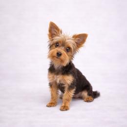 Chanel - Yorkshire Terrier