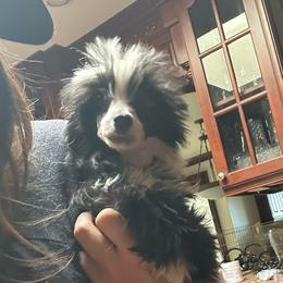 Female puff show prospect - Black and white female Chinese Crested puppy in Salt Lake City, Utah from Naked & Famous