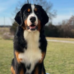 Sami - Black tan and white Bernese Mountain Dog puppy in Earlham, Iowa from Summer's Berners