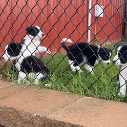 Border Collie and Rottweiler Puppies from KJB Kennels