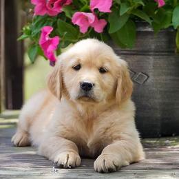 Blossom - Golden female Golden Retriever puppy in Saint Joe, Indiana from Golden Acres Farm