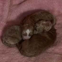 Maltipoo puppies from Sugar Plum Puppies