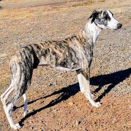 Treasure - Whippet