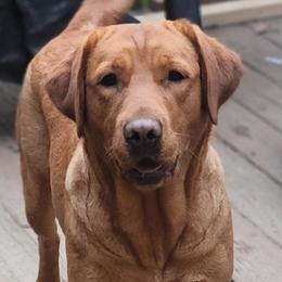 Oakley - Labrador Retriever
