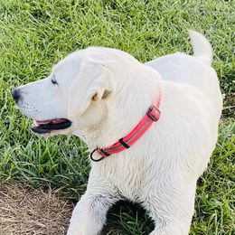 Charlie - Labrador Retriever