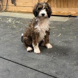 Darla - Tri-color female Bernedoodle puppy in Chilmark, Massachusetts from Martha’s Vineyard Bernedoodles