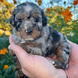 Hercules - Blue merle male Bernedoodle puppy in Rock Hill, South Carolina from LolliPop Farms