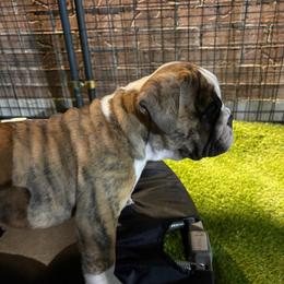 Sam Carmichael - Yellow Collar - Fawn brindle and white male Bulldog puppy in Krum, Texas from K & K Little Blessings