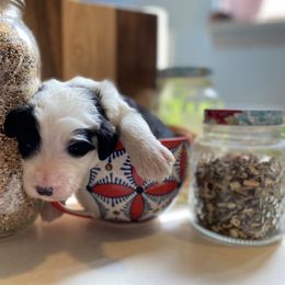 Sheepadoodle Puppies from Sunflower Family Farms