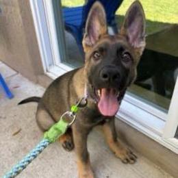 Pink girl - Sable female German Shepherd puppy in Dawsonville, Georgia from Des Nebels
