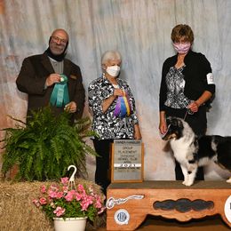 Shetland Sheepdog All Grown Up from Promise Shelties