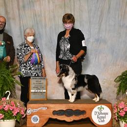 Shetland Sheepdog All Grown Up from Promise Shelties