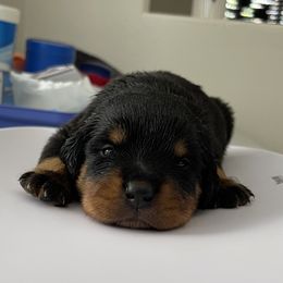 Rottweiler Puppies from GrowlHausRotts