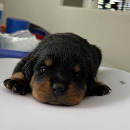 Rottweiler Puppies from GrowlHausRotts