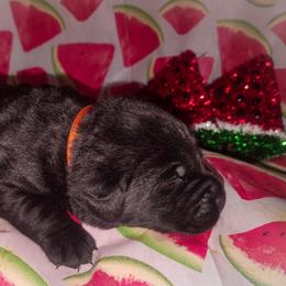 Orange collar - Black female Labrador Retriever puppy in Holyoke, Massachusetts from Urban Oak Labradors LLC