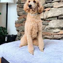 Sassy Spice Magoo - Poodle