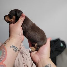 Baby girl - Chocolate female Dachshund puppy in El Cajon, California from Lisa Buxton