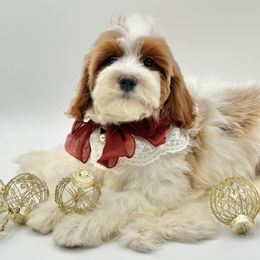 Lilly OFA (Peach Bow) - Blenheim female Cavapoo puppy in Falmouth, Michigan from Dyer Lake Newfoundland’s