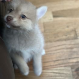 Sally - Chocolate female Pomsky puppy in Shoreline, Washington from SeattlePomskies