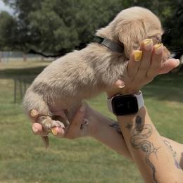 Isabella Based Cream Longhair Male (gray collar) - Cream male Dachshund puppy in Killeen, Texas from Southern Dachshunds