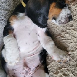 Basset Hound Puppies from Baggy Butt Bassets