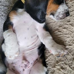 Basset Hound Puppies from Baggy Butt Bassets