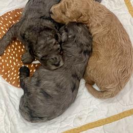 Aussiedoodle and Goldendoodle Puppies from Kay Kay’s Poodles & Doodles