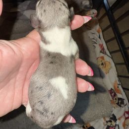 Boy 2 - Dapple male Dachshund puppy in Palm Coast, Florida from Michelle’s Mini Dachshunds