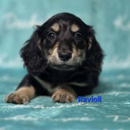 Ravioli - Black and cream male Dachshund puppy in Mount Sherman, Kentucky from Kaleidoscope Dachshunds and Whippets