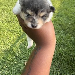 Boy 2 - Blue merle male Pomeranian puppy in Elberton, Georgia from Pits and Poms LLC