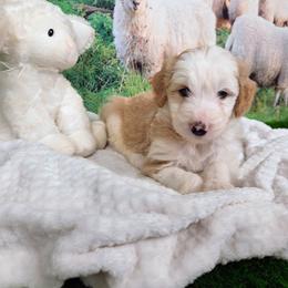 Wool-Eyes - Brown and white male Sheepadoodle puppy in Cornelia, Georgia from Yates Family Farm