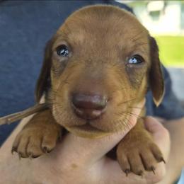 Mick-Tan - Red male Dachshund puppy in Frankfort, Kentucky from Gigi's Dachshunds