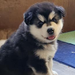 Girl 1 'Lilith' orange collar - Black and white female Alaskan Malamute puppy in Grayson County, Virginia from River Bend Malamutes