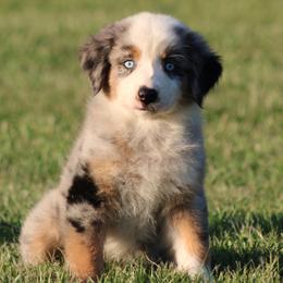 Blue Merle Male 2 - Blue merle male Australian Shepherd puppy in Northport, Alabama from Sipsey River Australian Shepherds