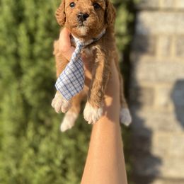 Goldendoodle Puppies from At The Cross Kennel