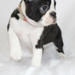 Nala - Black brindle and white female Boston Terrier puppy in Brooksville, Florida from I Love Pups