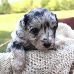 Sierra- CKC- F1 Mini AussieDoodle- Stokesdale, NC - Blue merle female Aussiedoodle puppy in Stokesdale, North Carolina from His and Hers Poodles and Doodles